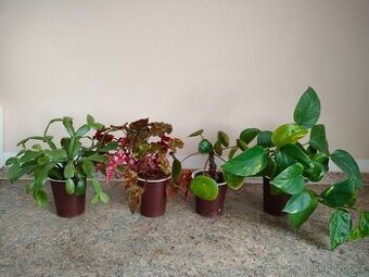 Kytičky naší babičky 4,