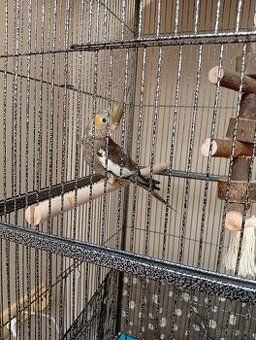 Ručně dokrmená korela