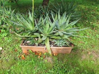 Prodám 20 rostlin léčivé Aloe vera