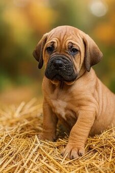 Brazilská fila s PP