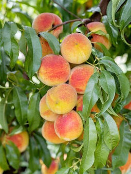 Trpasličí broskvoň ´Crimson´