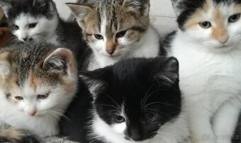 Koťata