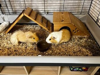 Daruji 2 morčata-kluci, stáří 1 rok.