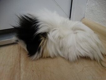 Mladý chlupáč na mazlíka - dlouhosrsté morčátko