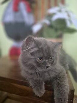 Britská modrá bez PP