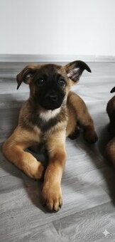Belgický ovčák malinois - 1