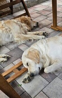 Krytí zlatým retrívrem