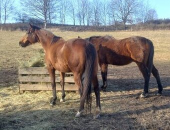 Plnokrevná kobyla - jemná a milá parťačka