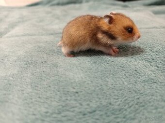 Křeček syrský mláďata