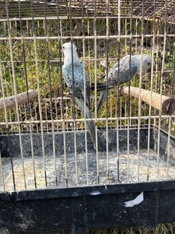 Papoušek zpěvavý 1.1 nepřibuzné