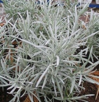 Smil italský - Kari koření (rostliny)