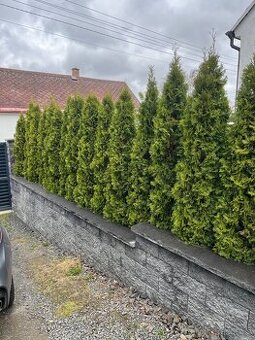 Prodám krásné thuje smaragd
