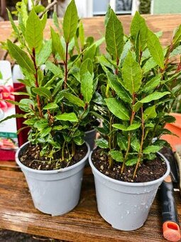 Bobkový list Laurus Nobilis květináče plné rostlin Kč/ks