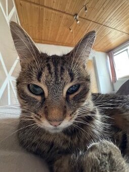 Daruji kocourka🐱