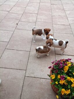 Jack Russel terier
