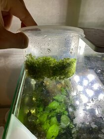 Akvarijní rostliny a rybičky - 1
