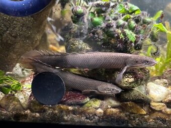Nabízím k prodeji ryby z akvária - Bichir, pancéřníček