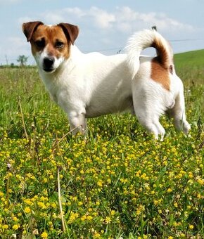 Krytí Jack Russel