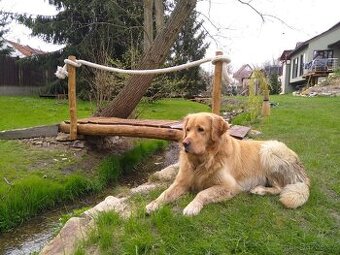Golden Retriever, zlatý retriever, Zlatý retrívr ke krytí - 1