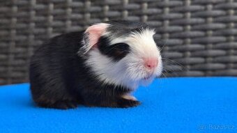 Nabídka morčátek z Kennel MoraVero Cavia