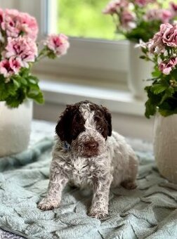 Štěně Lagotto romagnolo s PP (Italský vodní pes)