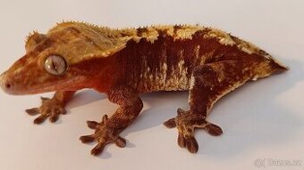 Pagekon řasnatý samice Red 40g - 1