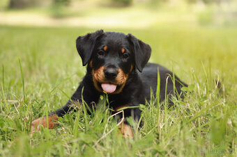 Beauceron štěně fenka s PP
