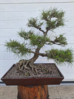 69-bonsaj-Borovice lesní (Pinus silvestris)