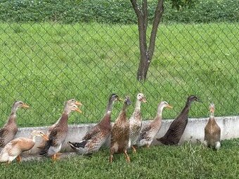 Indický běžec kachny - Sušice.  Okres Klatovy 🦆🦆🦆🦆🦆🦆