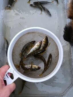 Okoun říční 11 - 14 cm