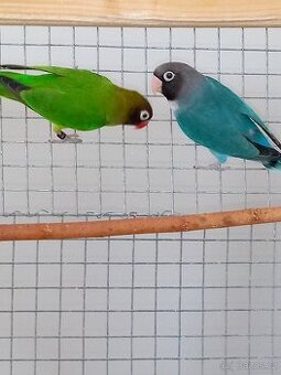 Agapornis hnědohlavý