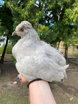 Kuřičky a kohouti - hamburčanka, ayam cemani, araukana