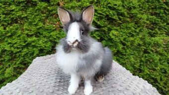 Zakrslý králík, králíček -(lvíček)-TIMMY