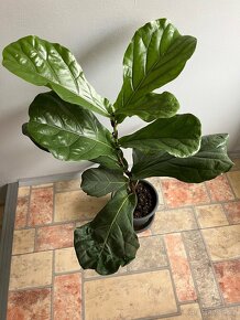 Ficus Elastica, Ficus Lyrata a další pokojové rostliny