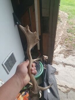 Dančí shozy parozi