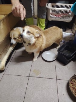 Welsh Corgi