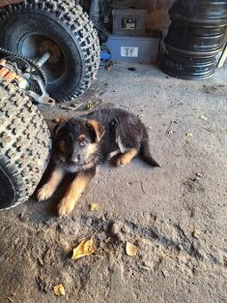 Prodám štěňata NO