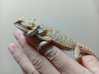 prodám agamu vousatou