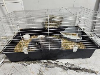 Zakrslý králík beránek