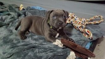 Štěňátko Americký stafordšírský teriér - 1