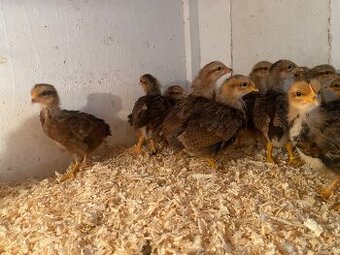 Kuřice zdrobněle Velsumky rezavě koroptví