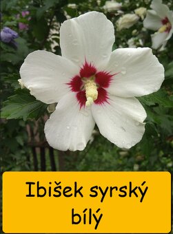 Kaštan jedlý, keře - psí víno, ibišek, borůvka aj.