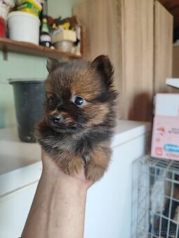 Pomerian -Mini BOO