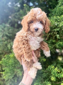 Maltipoo kluci - 1