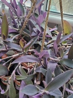 Voděnka fialová-tradescantia pallida