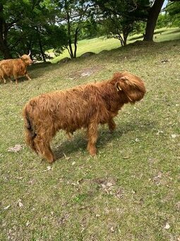 Highland jalovice - 1