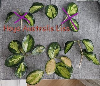 Pokojová rostlina - voskovka - Hoya Australis Lisa