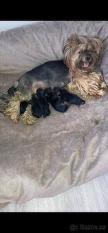 Jorkširský Yorkšírský teriér