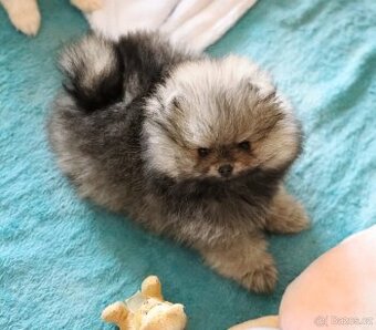 Pomeranian mini