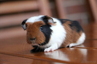 Morčátka - samečci k odběru před Vánoci